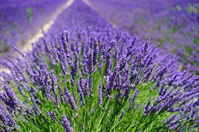 CYBEXIS XL-12 - English Lavender - (2250 Seeds) Seed(2250 per packet)