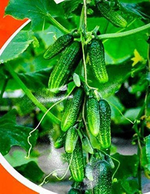 VibeX ® XLR-499 Cucumber Envy of a Neighbor F3 Seed(200 per packet)