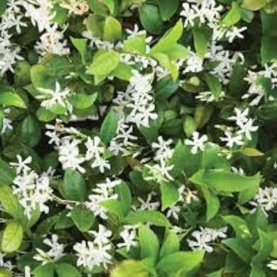 ibains Jasmine plant seed Seed(13 per packet)