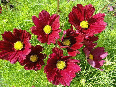 CYBEXIS XLR-57 - Gazebo Red Cosmos Flower - (90 Seeds) Seed(90 per packet)