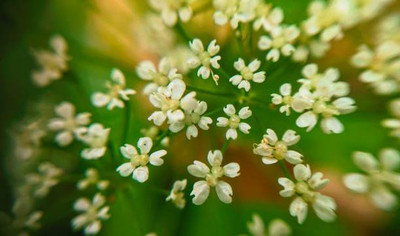 Plantzone gypsophila flower Seed(100 per packet)