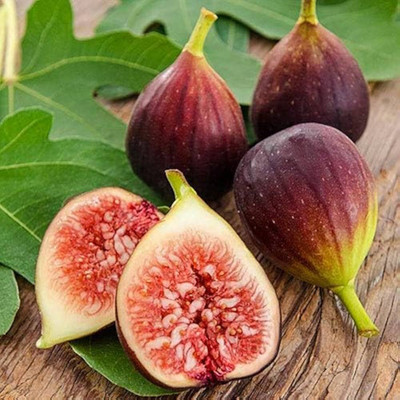 XOLDA Organic Anjeer Fig Seed(20 per packet)