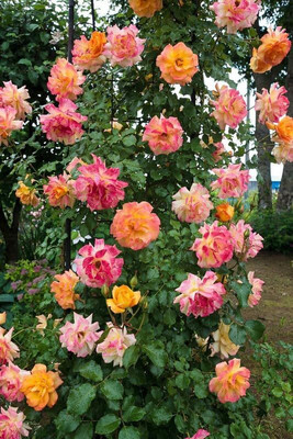 CRGO ADENIUM Seed(65 per packet)