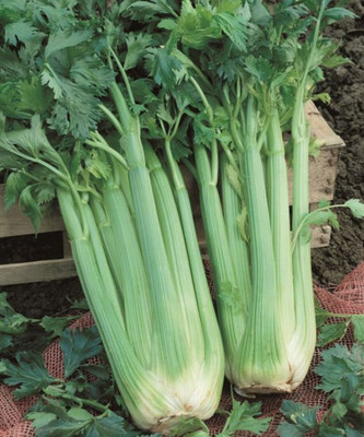 ENTENT Giant Pascal Stalk Celery Seed(120 per packet)