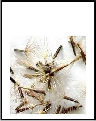 WILLVINE Stevia Seeds (Stevia rebaudiana)-[2000 Seeds] Seed(2000 per packet)