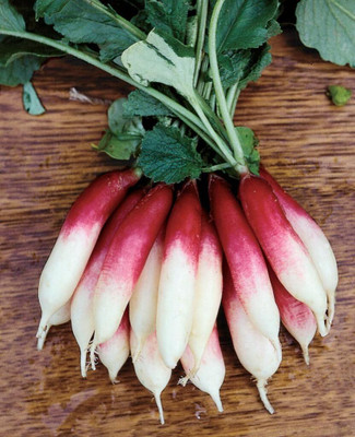 Qualtivate VXI-141 Fire 'n Ice Radish Seeds Seed(500 per packet)