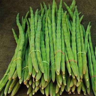 Recron Seeds Rare Hybrid PKM2 Rare Moringa oleifera Long Drumstick High Yielding Seed Seed(20 per packet)