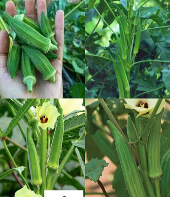 ibains Radhika bhindi seeds beez 48 Seed(48 per packet)