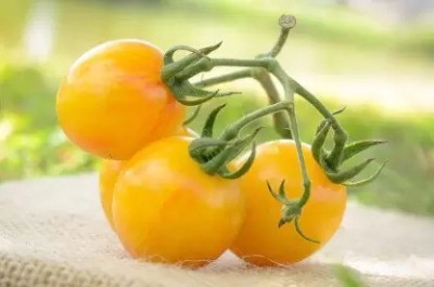 MAA Tomato, Tomato yellow cherry Seed(38 per packet)