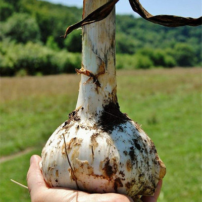 CYBEXIS Vegetable Giant Onion Seed 1000 Seeds Seed(1000 per packet)