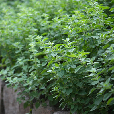 PROWSEED Greek Oregano Seed(100 per packet)