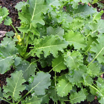 WILLVINE ROX -X Premier Kale Seed [50g] Seed(15000 per packet)