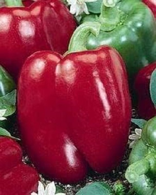 KNESSiN Organic Lipstick Capsicum Seeds for Home Gardening-(200 Seeds) Seed(200 per packet)