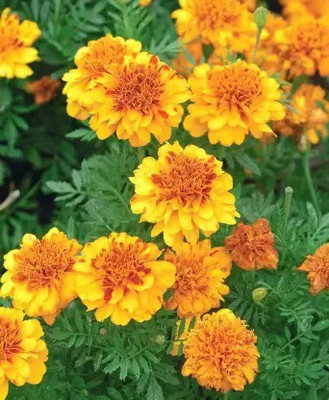 MAA French Marigold Seed(108 per packet)