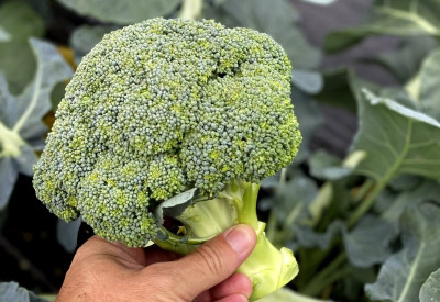 DEYS AGRO ™ f1 hybrid broccoli seeds,broccoli vegetable Seed(117 per packet)