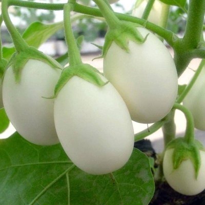 KANAYA Gardening White BRINJAL (Egg Plant) Seed(16 per packet)