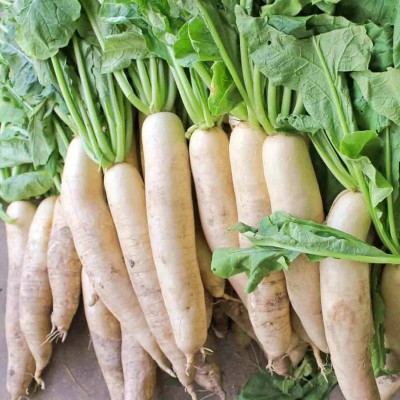 WYCAL Japanese Minowase Daikon Radish Seed Seed(500 per packet)