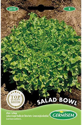 KNESSiN Salad Bowl Lettuce Seed(200 per packet)