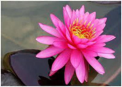 CARIBBEAN LOTUS,KAMALSEEDS Seed(10 per packet)