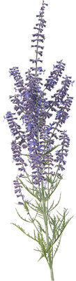 Qualtivate HUA-3A Russian Sage (Perovskia) Seed(100 per packet)