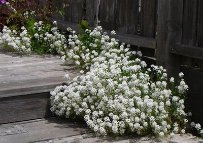 Avysa Sweet Alyssum White Flowers - Lobularia Maritima Seed(80 per packet)