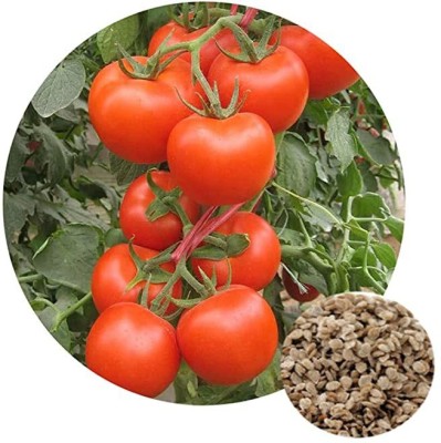 KANAYA Tomato Hybrid Seed(100 per packet)