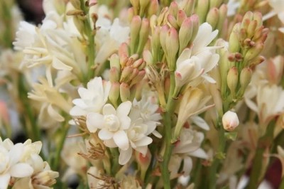 BSARKAR Polianthes tuberosa/ tuberose bulbs Seed(11 per packet)