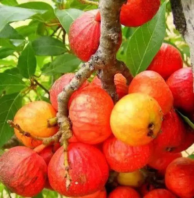 MAA Fig, Anjeer Seed(10 per packet)
