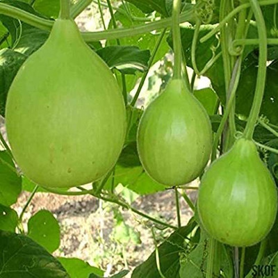 CRGO GHIYA , LAUKI , BOTTLE GOURD Seed(40 per packet)