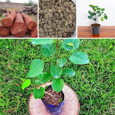 DEYS AGRO ™ red sandalwood seeds,tree Seed(3 per packet)