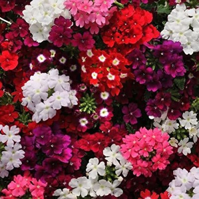 ACCELCROP Verbena Seeds Tuscany Burgundy With Eye Seed(70 per packet)