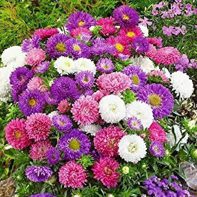 MAA Aster Princess Seed(75 per packet)