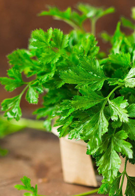 CYBEXIS XLR-6 - Italian Flat Leaf Parsley - (250 Seeds) Seed(250 per packet)