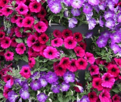 SUPRIKAM Petunia flower Seed(100 per packet)