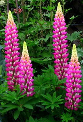 Mozette Lupin giant tall mix Seed(47 per packet)