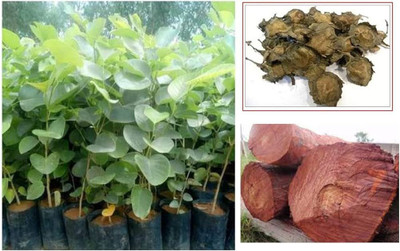 ibains Red sandalwood tree seeds Seed(8 per packet)