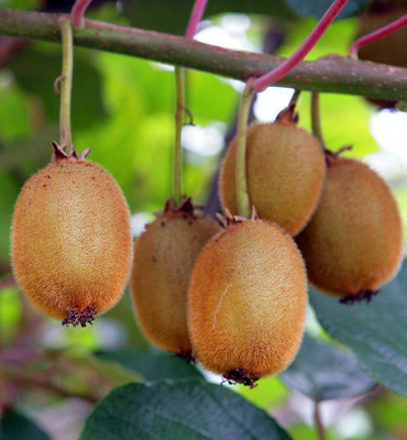 CARIBBEAN PREMIUM HYBRID SWEET KIWI Seed(75 per packet)