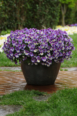 CYBEXIS Imported Pansy Giant Seeds Italian Breed Seed(1 g)
