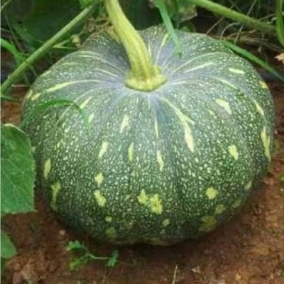 SeeGreen F1 Dark Hybird Rainy Season Pumpkin Seeds, Barsati Kumro Kaddu Seeds For Farming Seed(20 per packet)