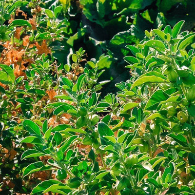 XOLDA Ashwagandha herbs Seed(16 per packet)