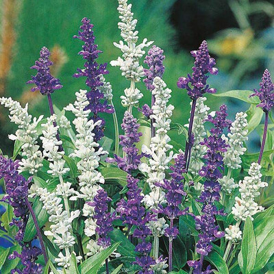 Aywal Salvia Mixed Seed(90 per packet)