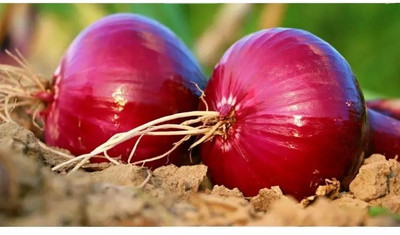 WATIKA Nasik Super Red (कांदा) Onion Seed(1000 per packet)