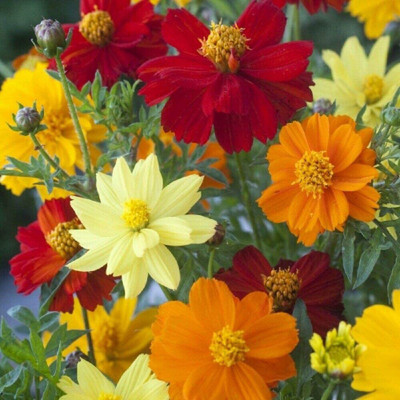 VibeX LXI-22 - Cosmos - Brightness Mixed - High Germination - (90 Seeds) Seed(90 per packet)