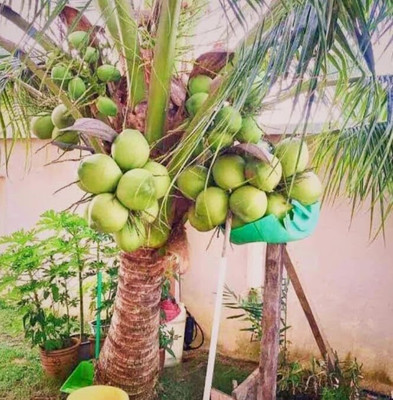 SHYAM 1Healthy High Yield Rare Dwarf Desi Green Coconut Fruit Tree Seed(1 per packet)