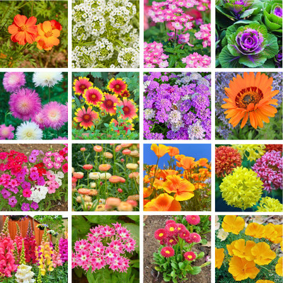 DERA Dera Seeds 16 Variety Flower Seeds Combo Pack With Instruction Manual Seed(16 per packet)