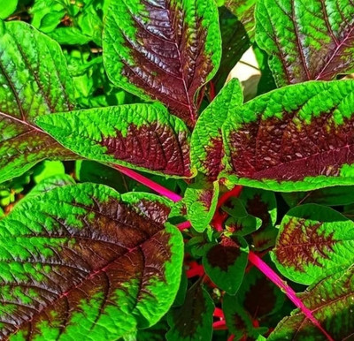 Quentova Peacock Amaranthus-XLI-8E Seed(200 per packet)