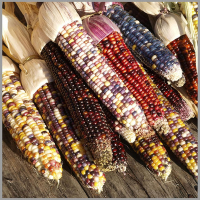 Qualtivate PUAS-902 Multi Color Corn (maize) Open Pollinated Seeds Seed(500 per packet)