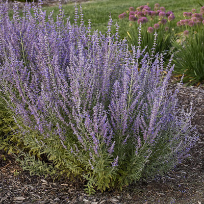 CYBEXIS PUAS-77 - Russian Sage Starter - (1350 Seeds) Seed(1350 per packet)