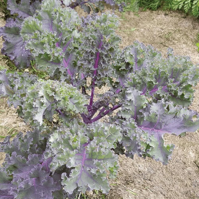WILLVINE AMR -XIII Kale Seeds - Red Russian - Non-GMO [50g] Seed(15000 per packet)