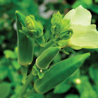 Qualtivate GBPT-8A Green Okra Seeds Seed(350 per packet)